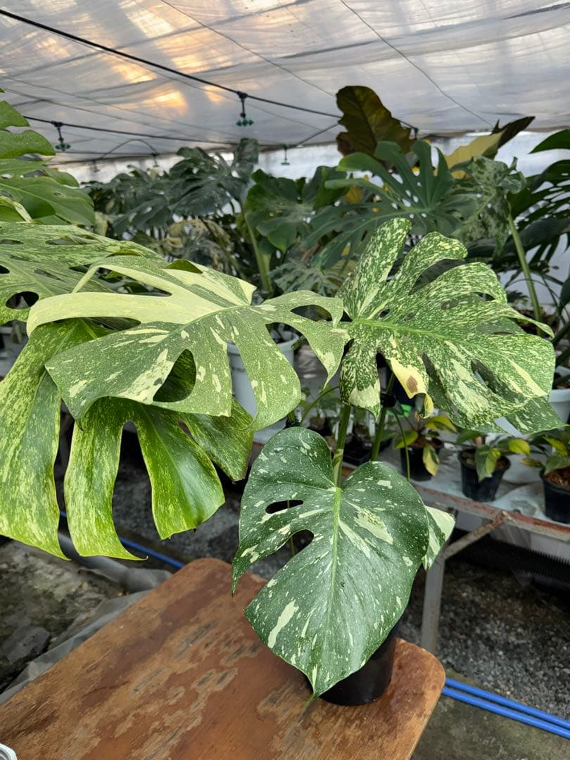 k*u様 9モンステラ　タイコンステレーション　スターライト