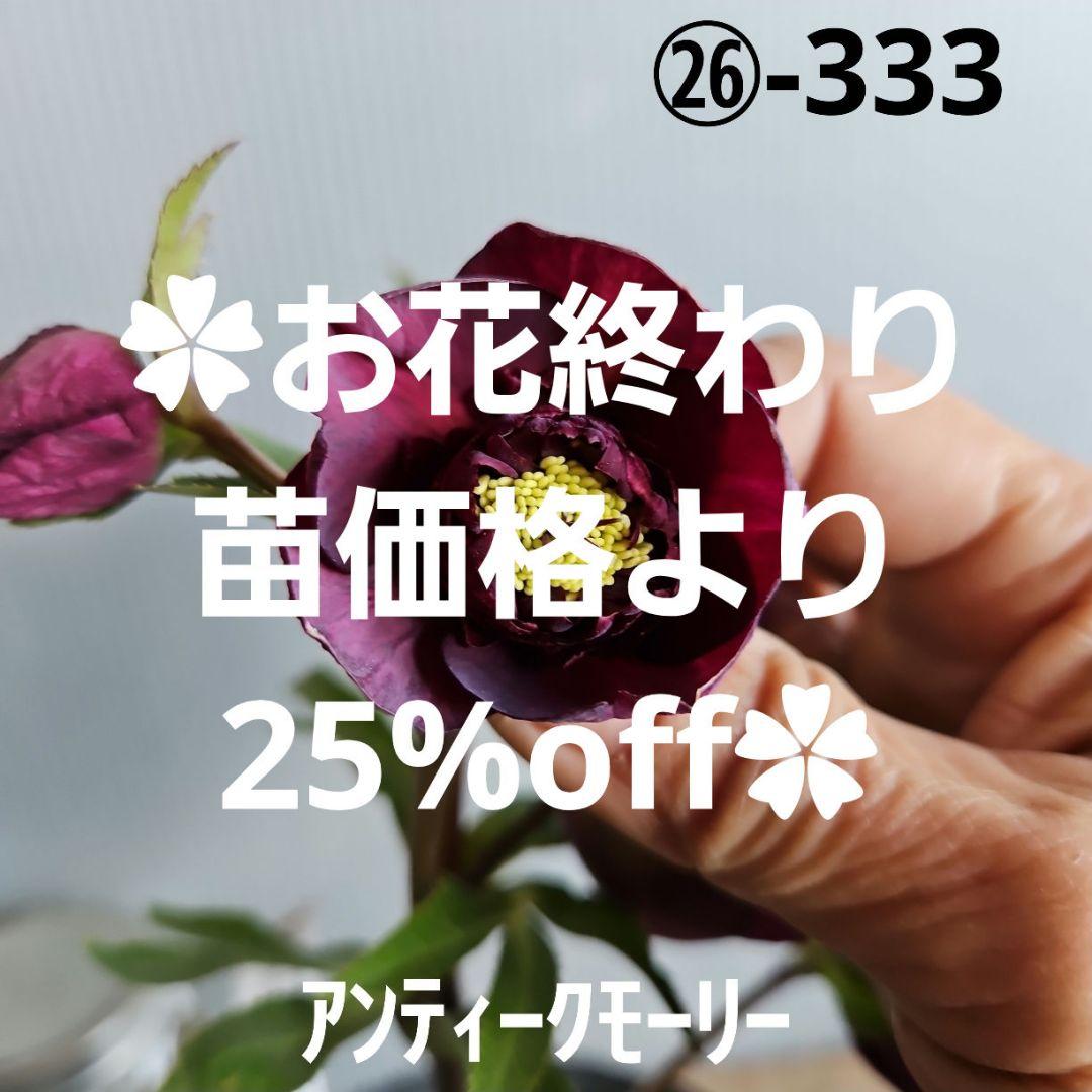 ㉖-333クリスマスローズ