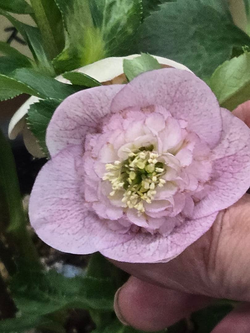 ☆クリスマスローズ☆セミダブル　 モーリー系リバースぼかし☆6号鉢☆超希少☆