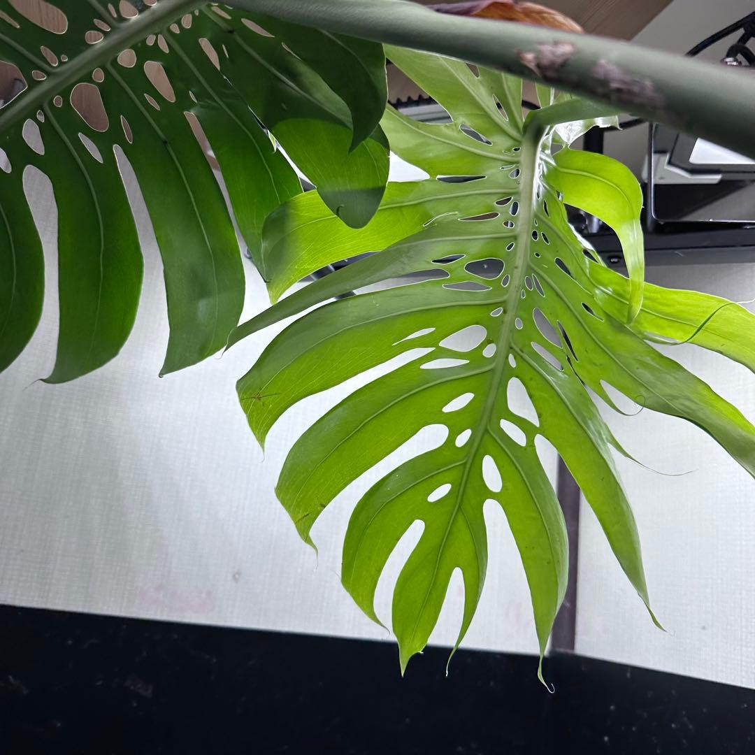 H*K様 モンステラデリシオーサマクロコズム超希少系統鉢植え85㎝