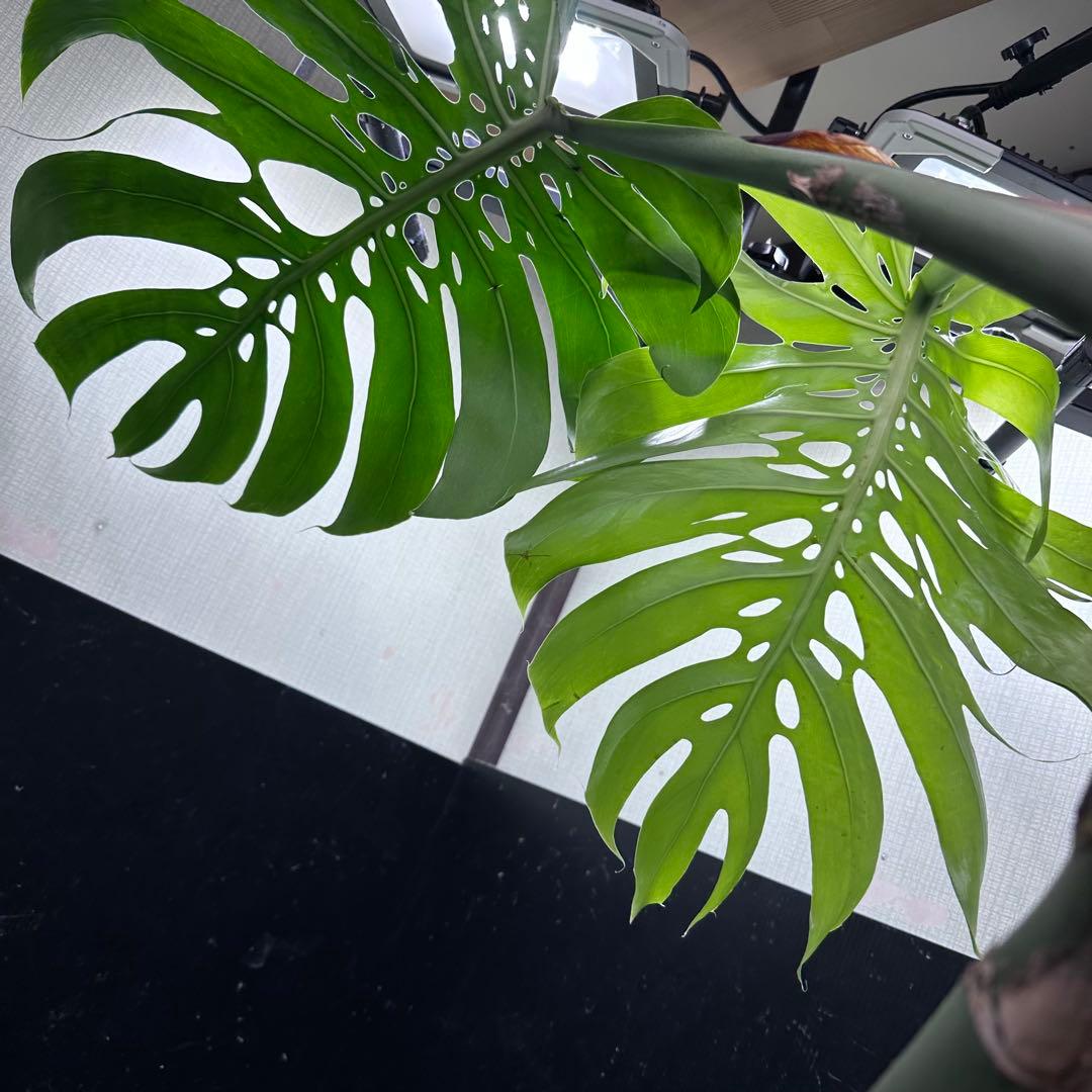 H*K様 モンステラデリシオーサマクロコズム超希少系統鉢植え85㎝