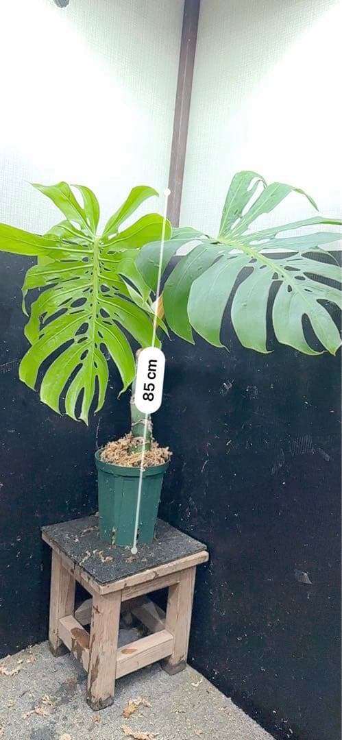 H*K様 モンステラデリシオーサマクロコズム超希少系統鉢植え85㎝