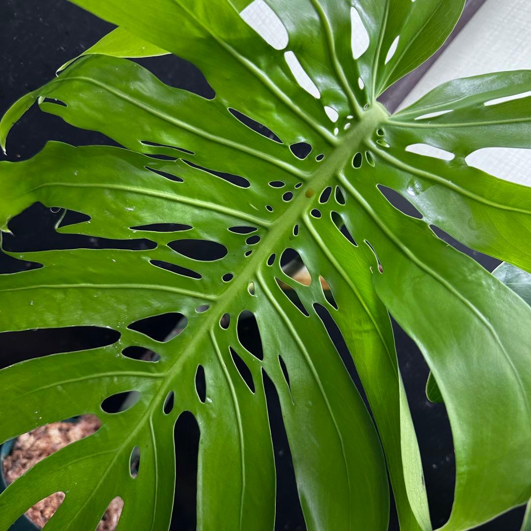 H*K様 モンステラデリシオーサマクロコズム超希少系統鉢植え85㎝