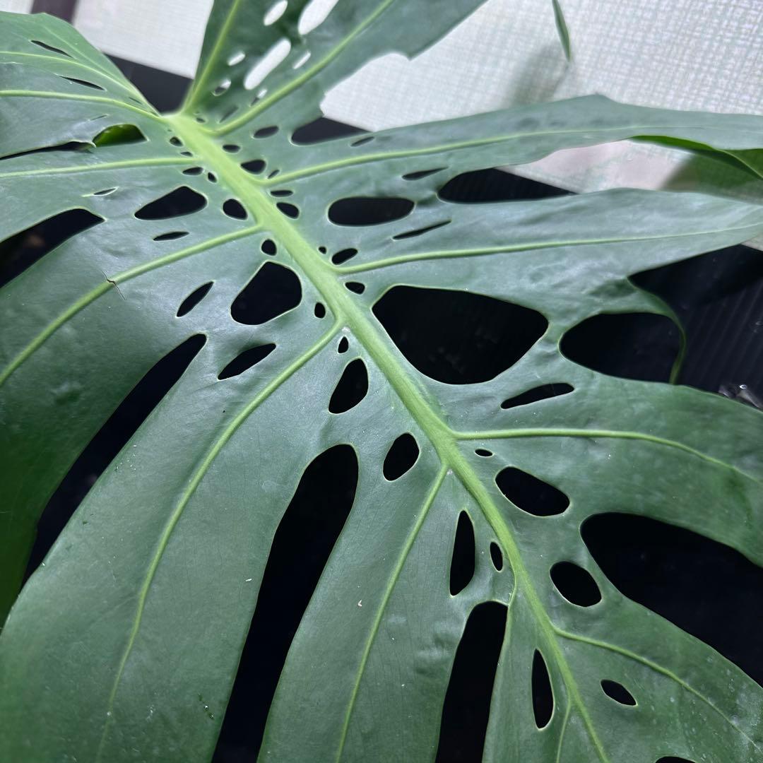 H*K様 モンステラデリシオーサマクロコズム超希少系統鉢植え85㎝