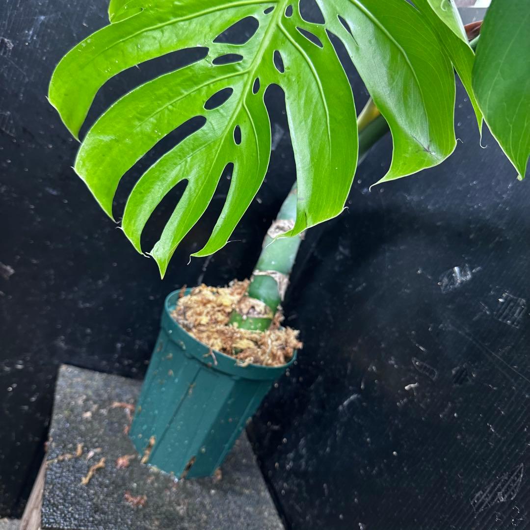 H*K様 モンステラデリシオーサマクロコズム超希少系統鉢植え85㎝