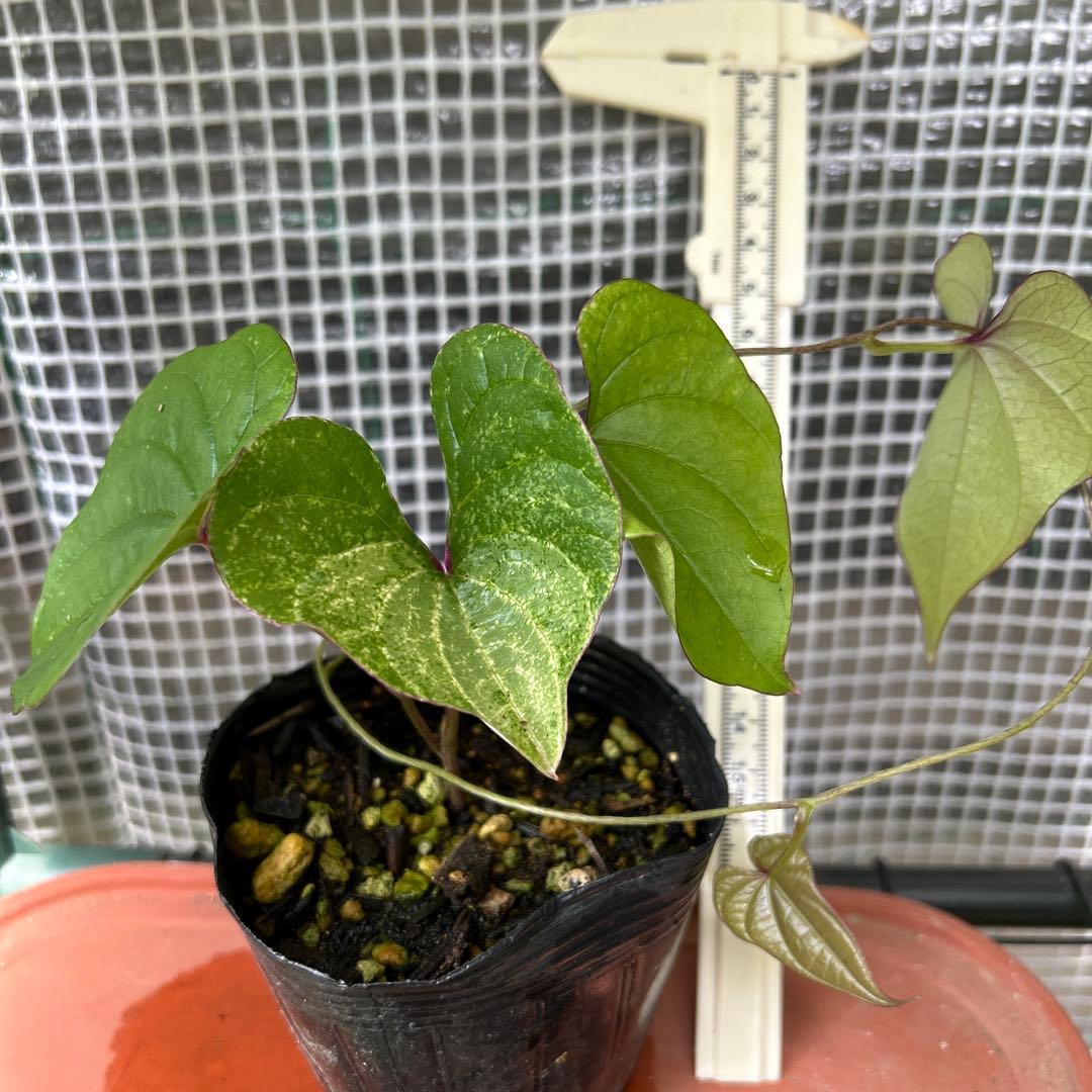 販売停止 斑入り やまいも 苗 ①