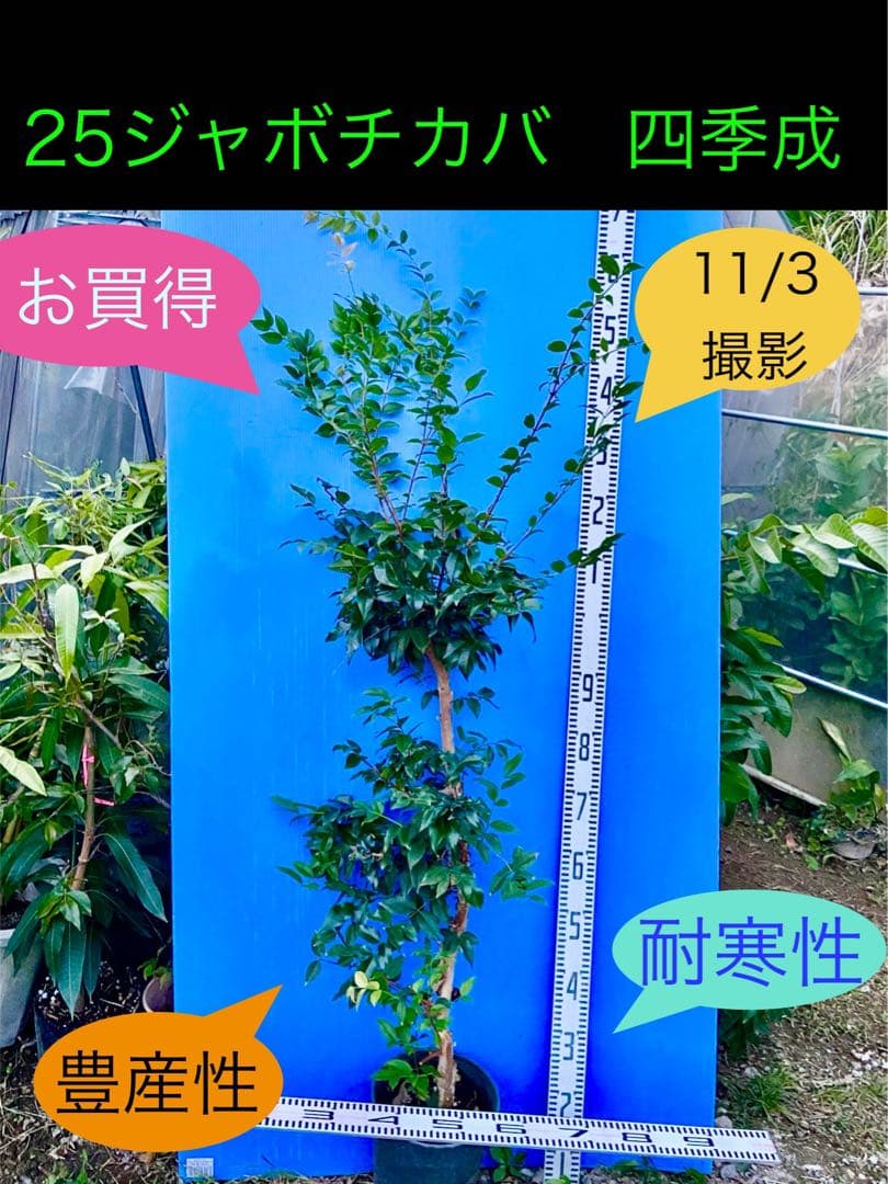 25ジャボチカバ　大葉系　耐寒性　四季成り