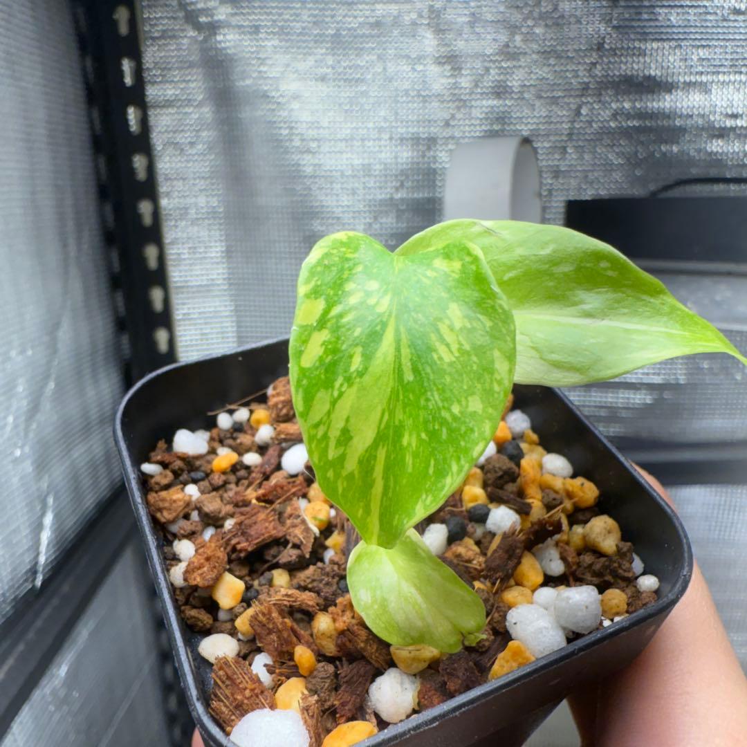 極上 モンステラ エレクトロライト B