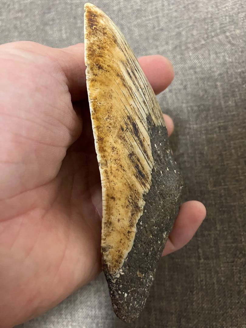 メガロドン　牙　歯　化石