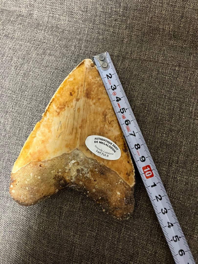 メガロドン　牙　歯　化石