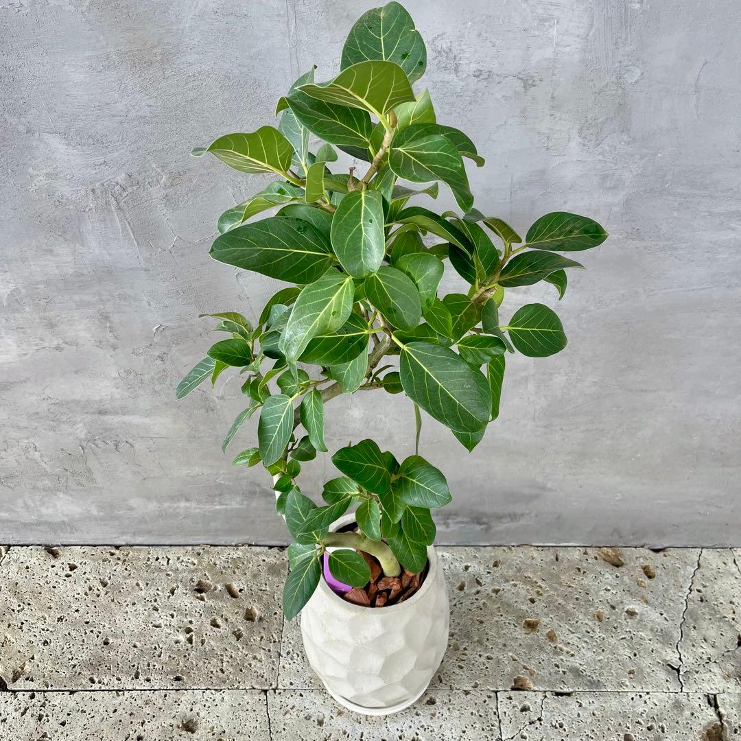 最高級樹形　大型　フィカス　ベンガレンシス　オードリー　陶器鉢　植え込み発送