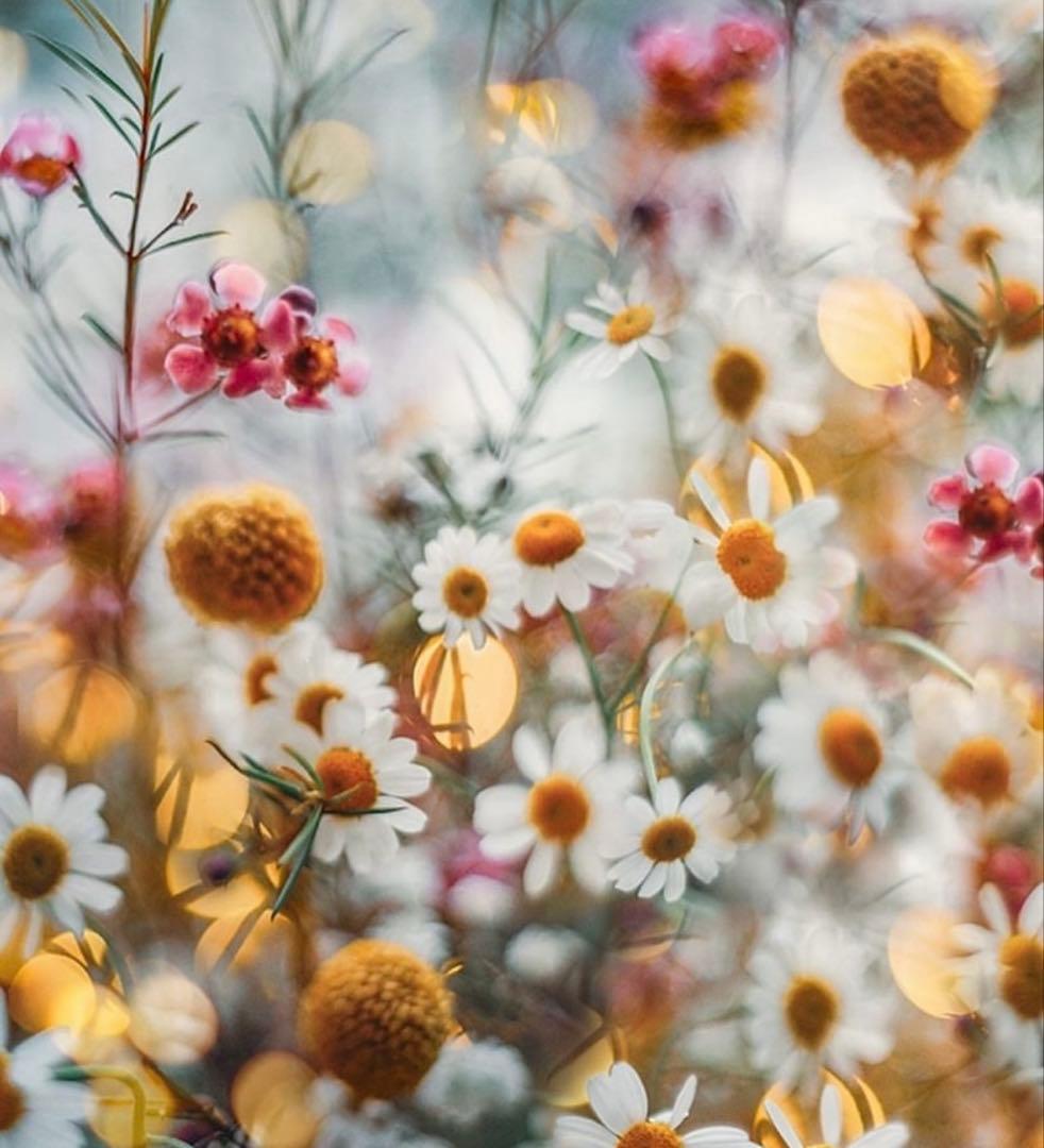 【新品未使用】やちむん　７寸皿　２枚