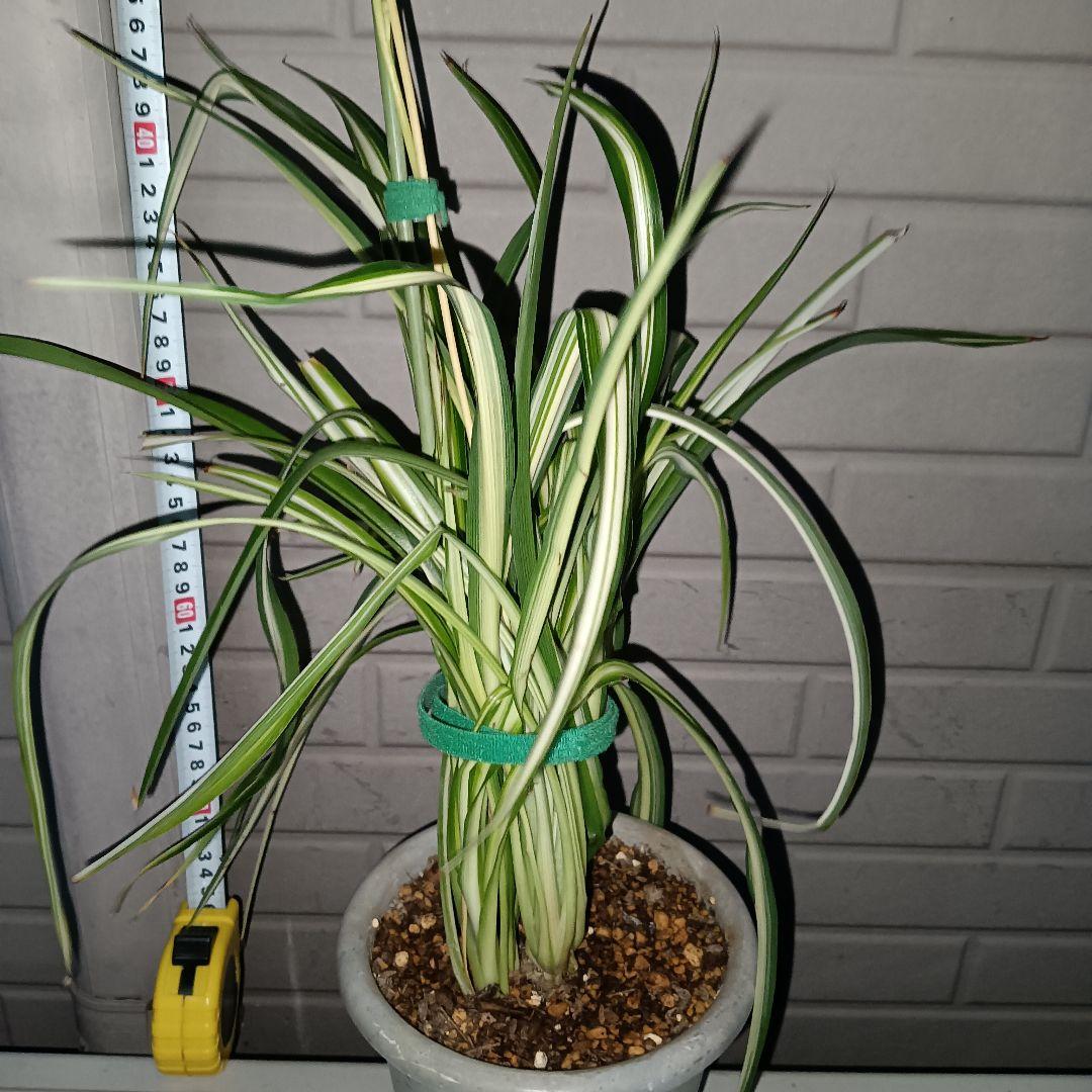 【完売御礼】オリヅルラン 4号鉢 大苗 3株 ランナー付 空気清浄 風水 ホルム