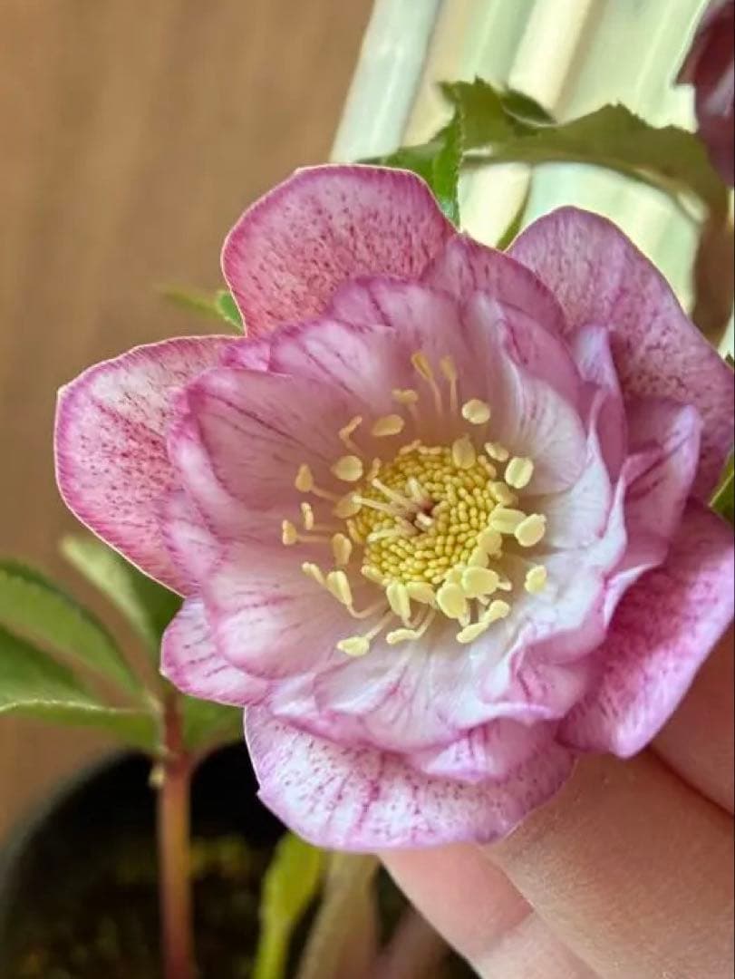 ♡広瀬園芸♡ 横向きホワイトピンクゴールド