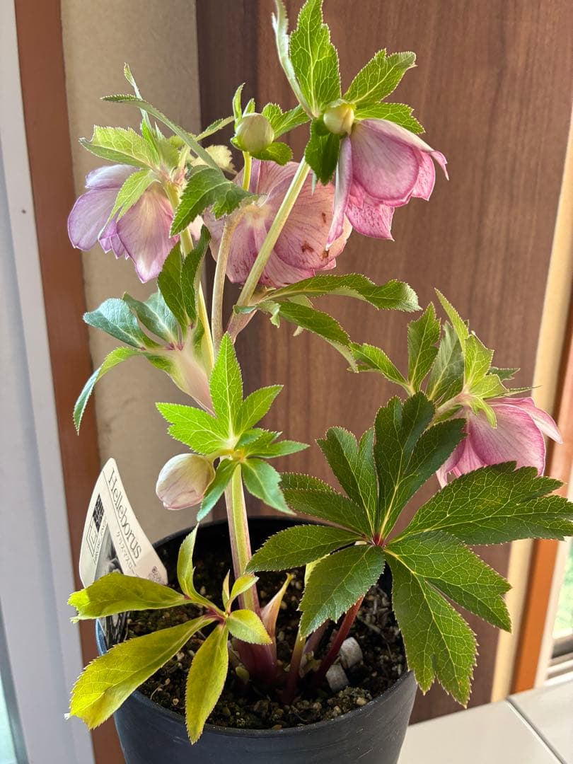 ♡広瀬園芸♡ 横向きホワイトピンクゴールド