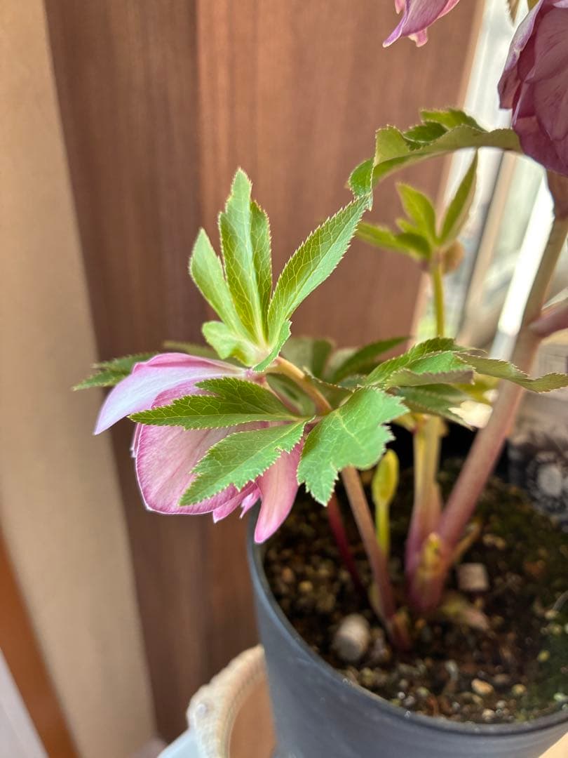 ♡広瀬園芸♡ 横向きホワイトピンクゴールド