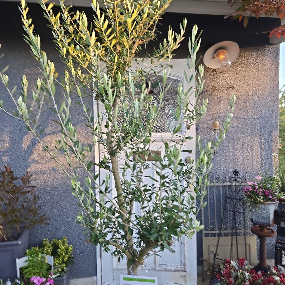 ④　オリーブの木　『コロネイキ』　15号　特大苗木最高等級　極上品‼️