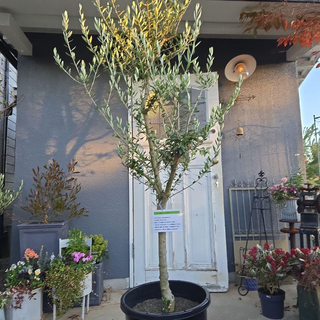 ④　オリーブの木　『コロネイキ』　15号　特大苗木最高等級　極上品‼️