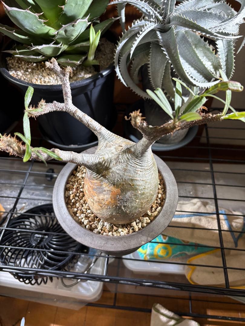 塊根植物 グラキリス