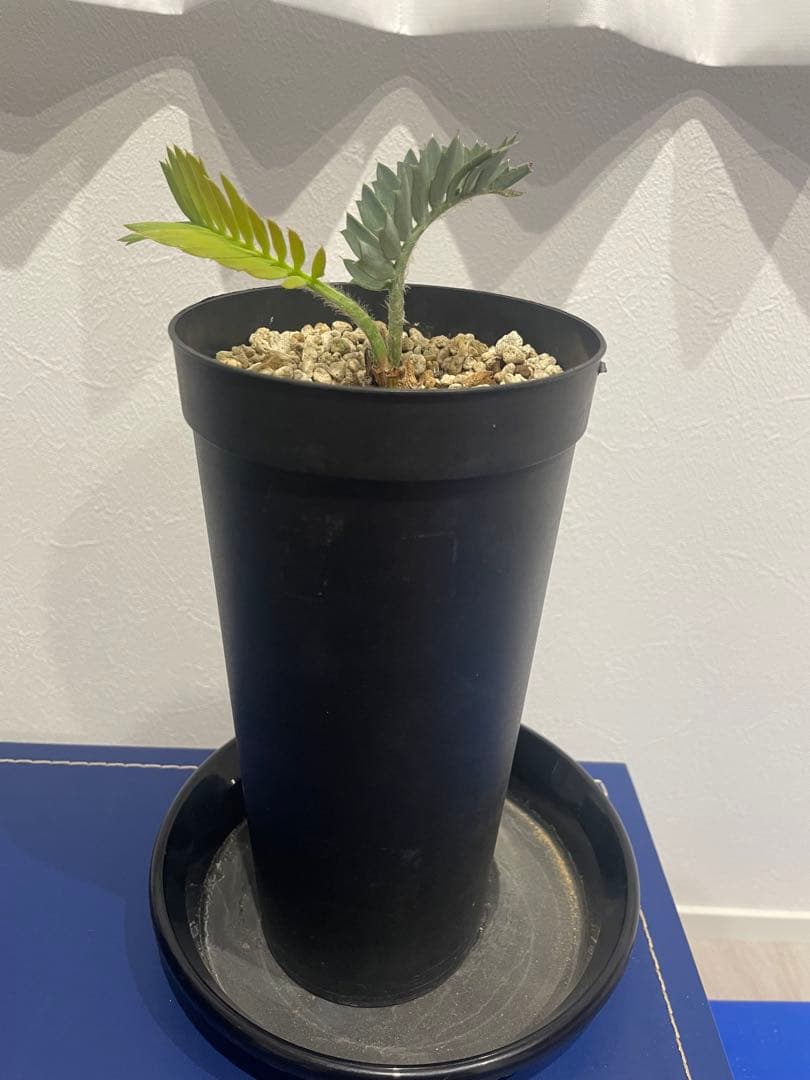 パキプーエンセファラルトス　ホリダス