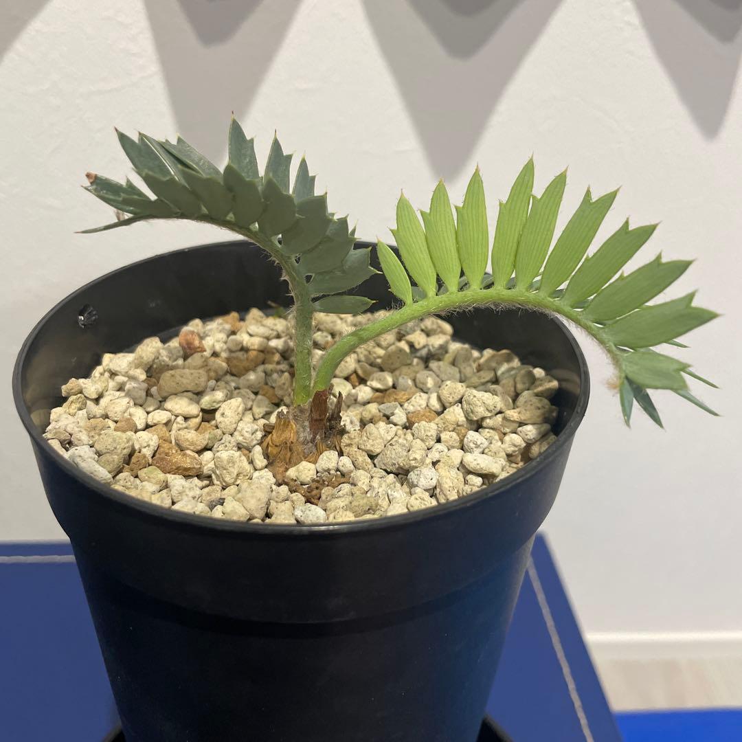 パキプーエンセファラルトス　ホリダス