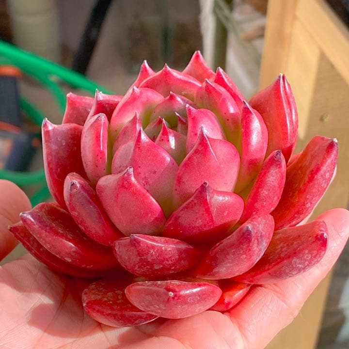 どっしり鮮やか！　アメストロ②