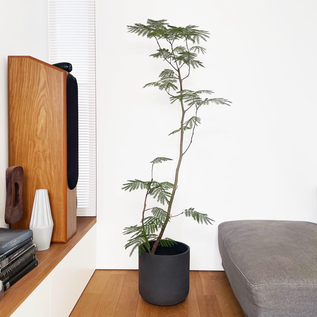 観葉植物 エバーフレッシュ 170cm