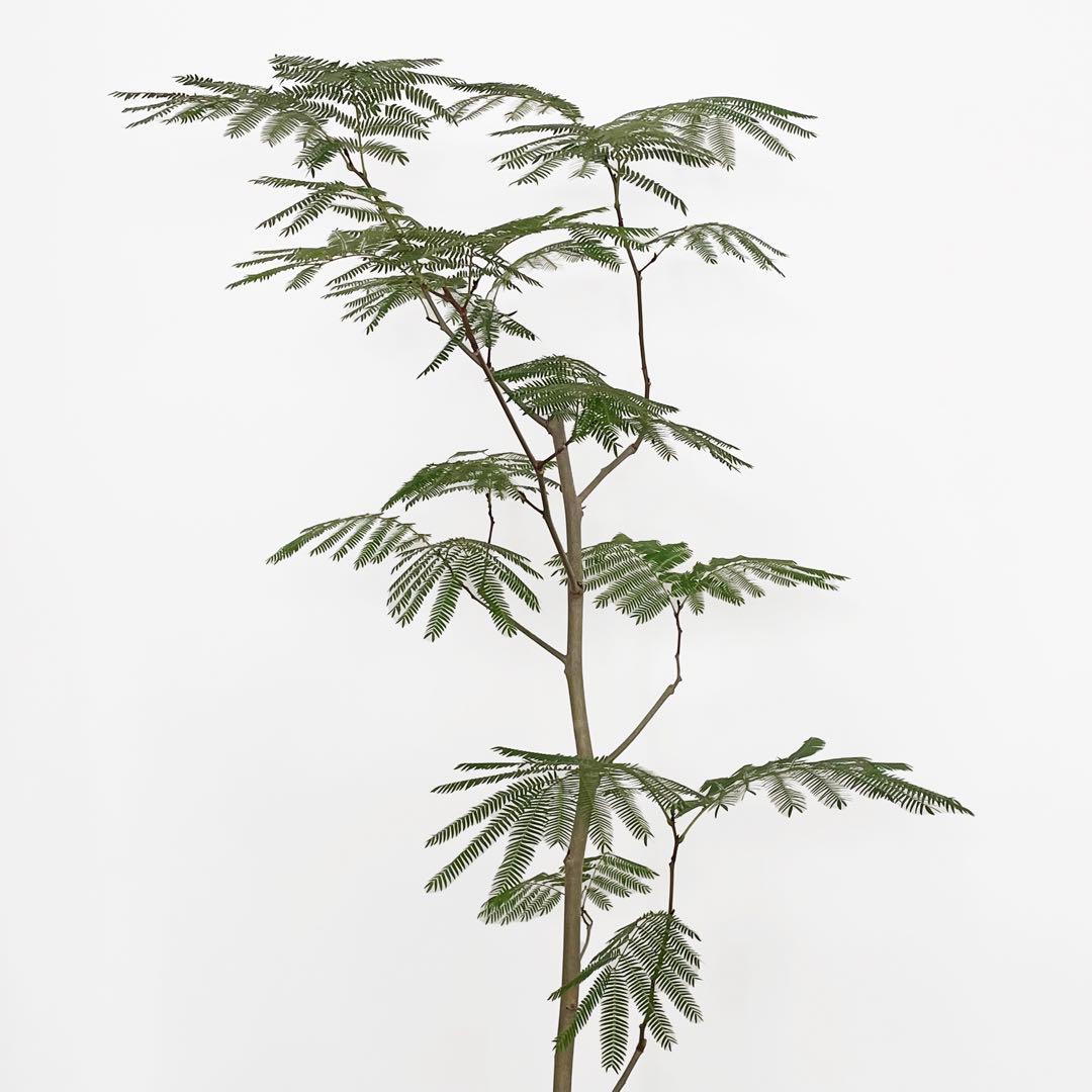 観葉植物 エバーフレッシュ 170cm
