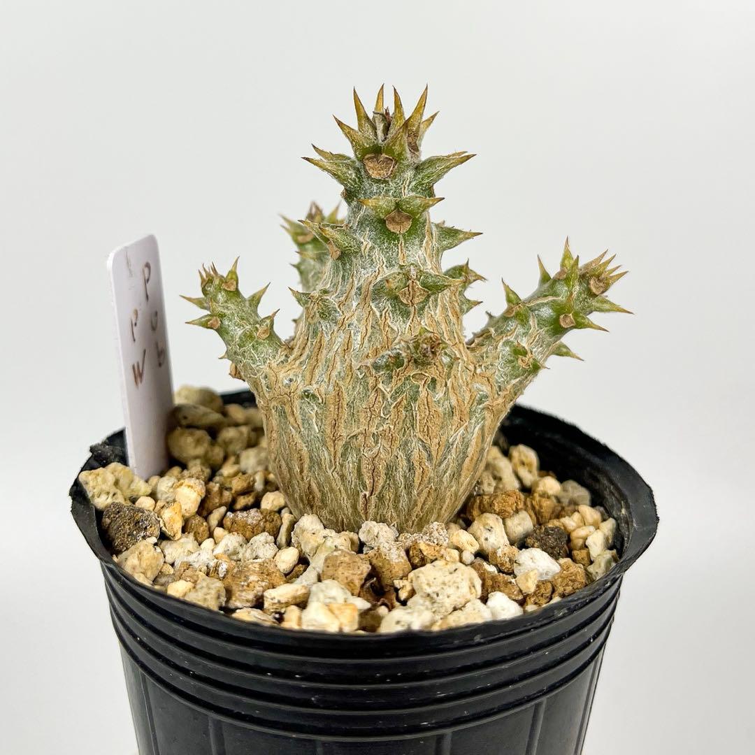 パキポディウム・ウィンゾリー 実生1