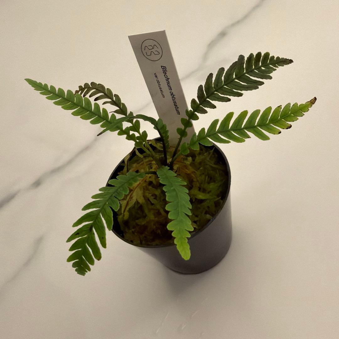 ブレクナム オブツサタム 観葉植物 シダ