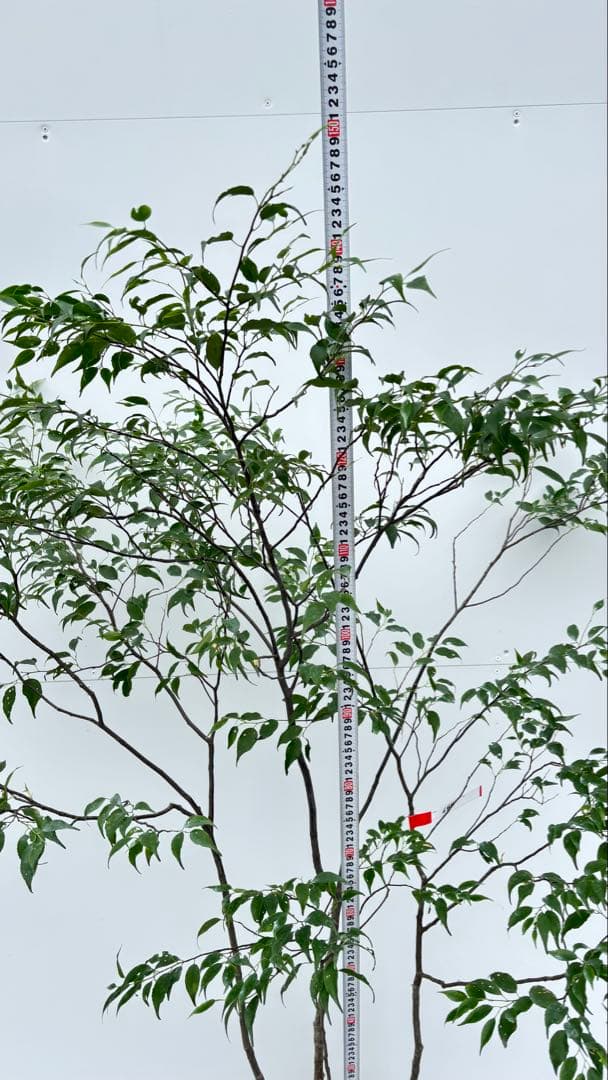 美しい樹形が魅力的 山採り ハイノキ 株立 644 樹高1.5m位 高級樹