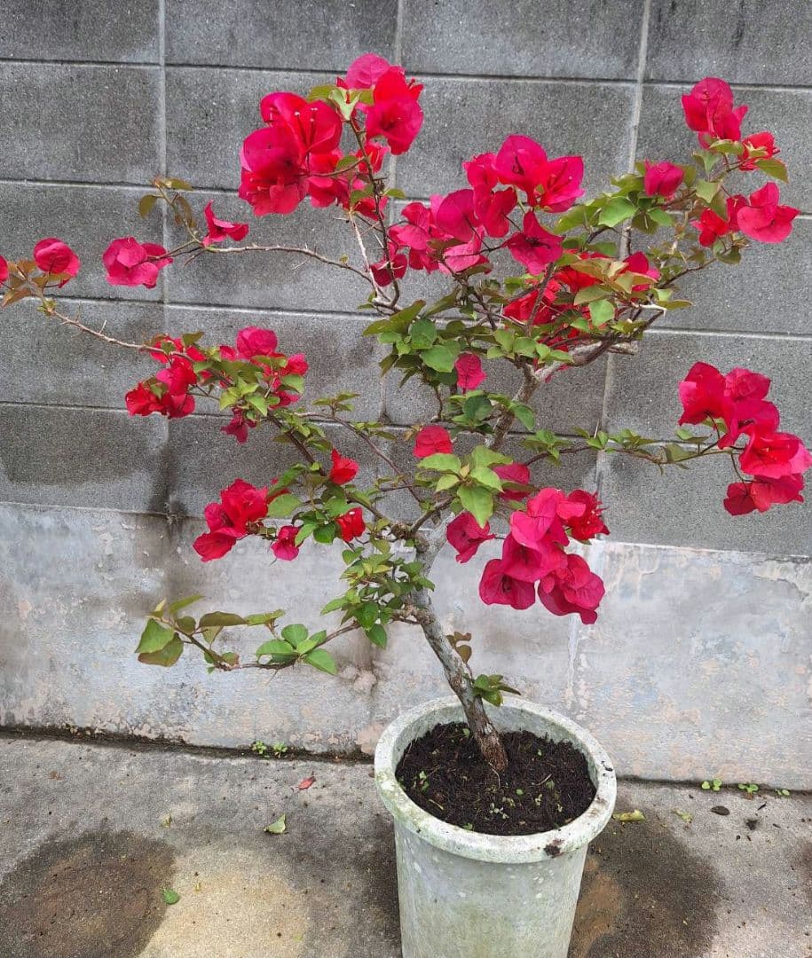 ブーゲンビリア大株　No870 らくらくメルカリ便発送‼️