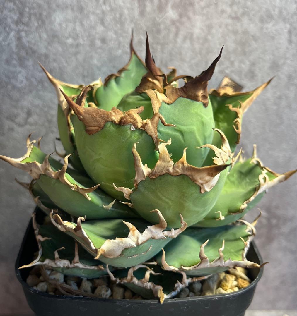 アガベ　チタノタ　シーザー　美株　ボール形　人気　タグ付き　【26】