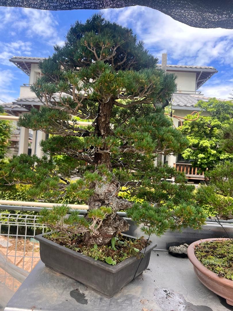 九重　五葉松　盆栽
