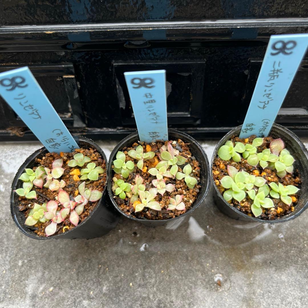 Y*照様 リンゼアナセット❤️