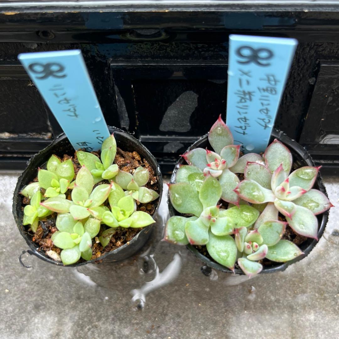 Y*照様 リンゼアナセット❤️