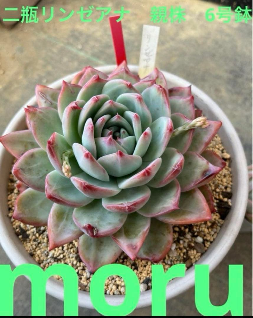 Y*照様 リンゼアナセット❤️