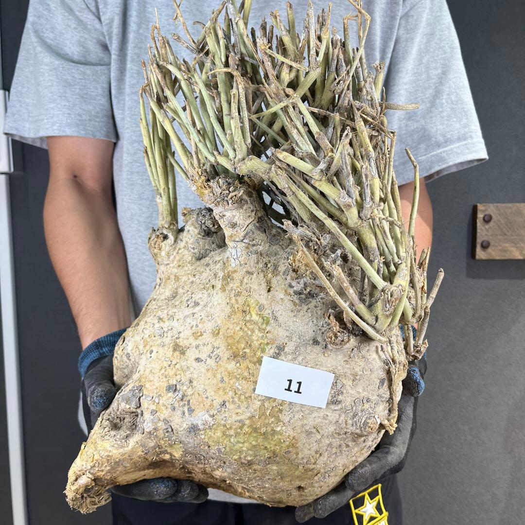 ぱ*ん様 11 激レア 超大株 アデニア ペチュエリー 現地球 鮮度抜群