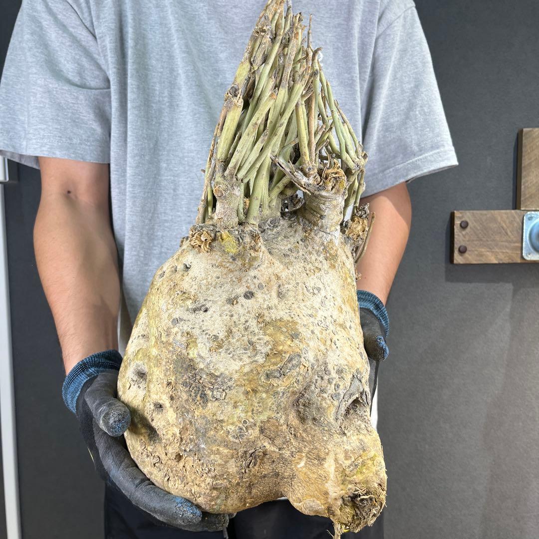 ぱ*ん様 11 激レア 超大株 アデニア ペチュエリー 現地球 鮮度抜群