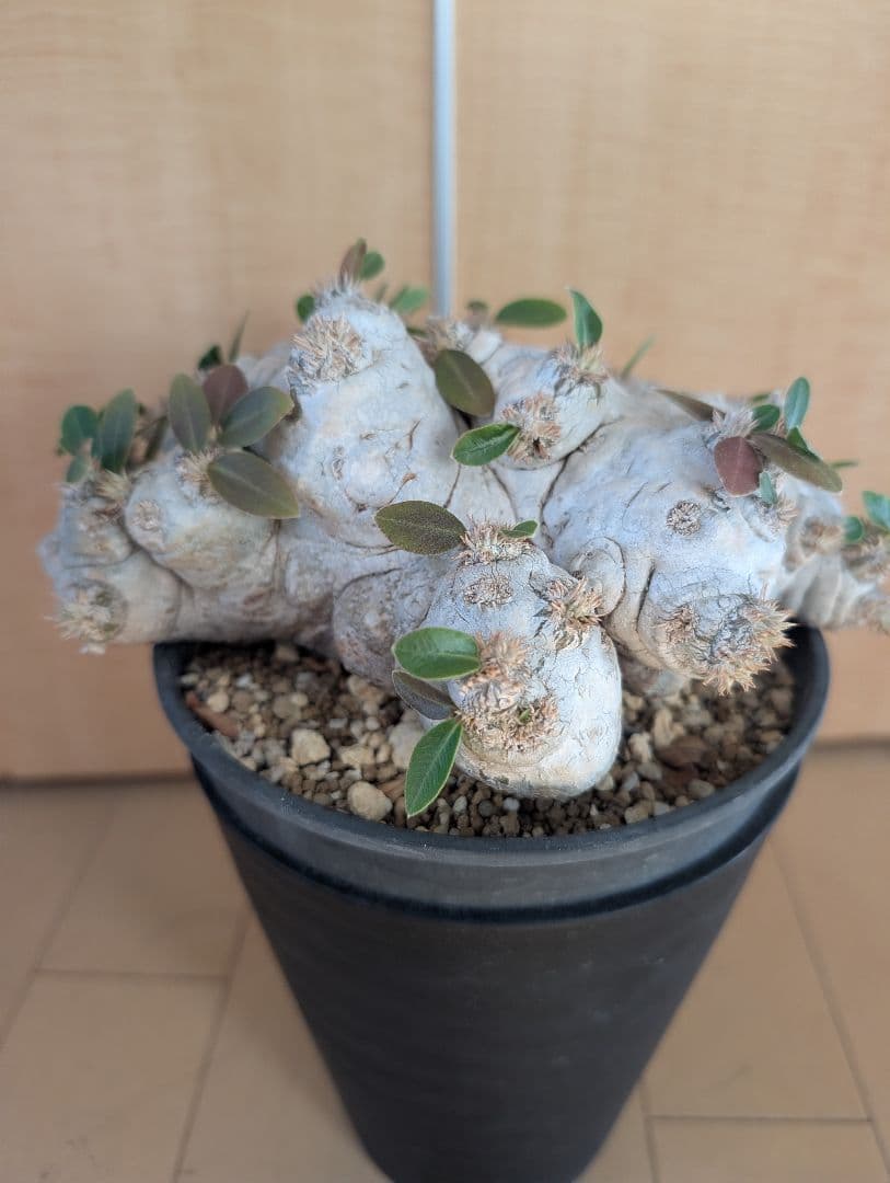 パキポディウム　恵比寿笑大株