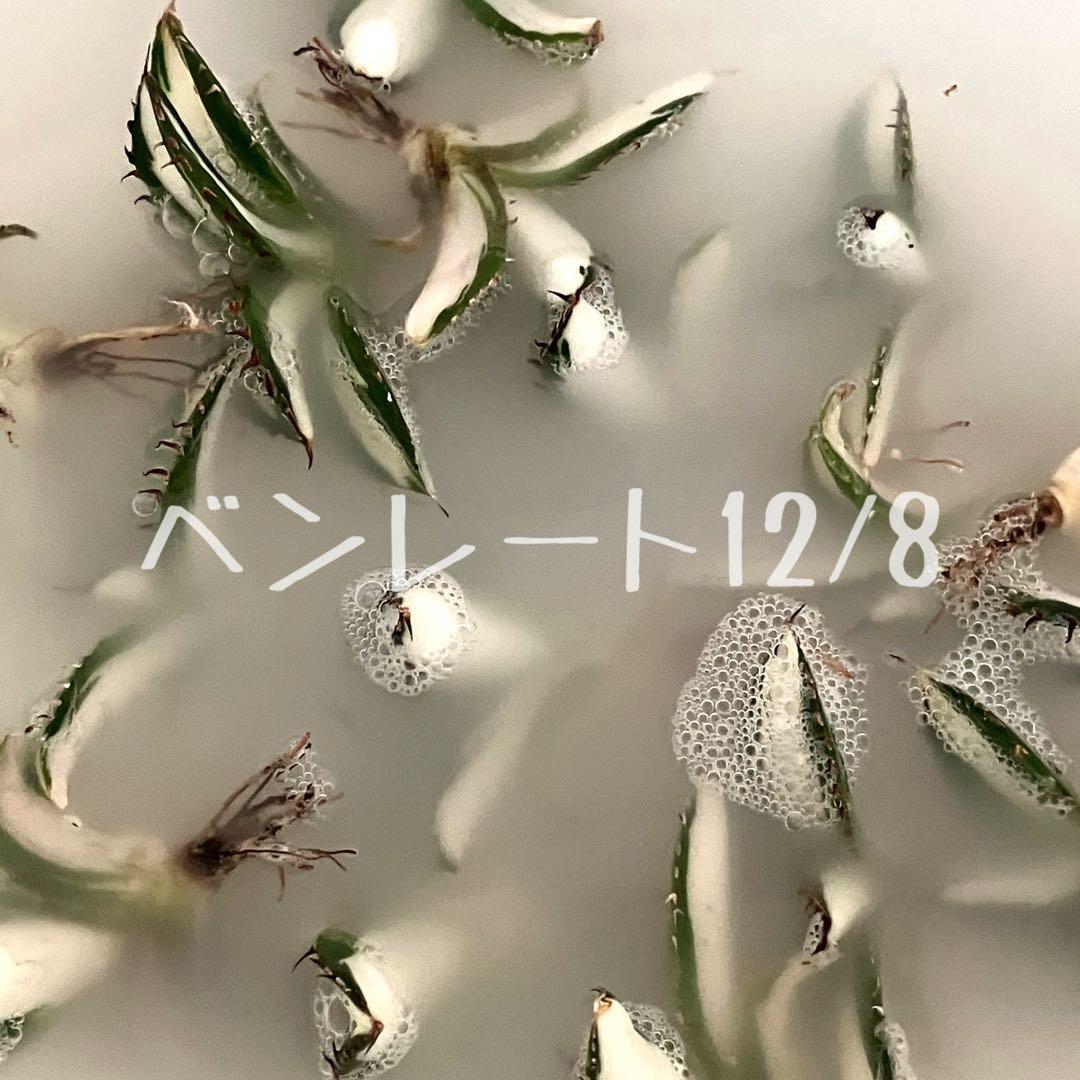 【8の日限定】③特選　アガベ　太陽神錦　白中斑　TC サービス品【速達発送】