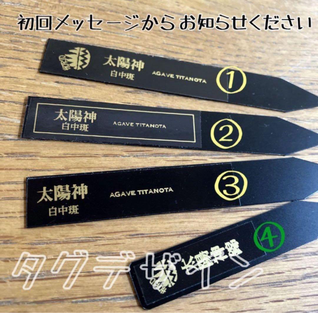 【8の日限定】③特選　アガベ　太陽神錦　白中斑　TC サービス品【速達発送】