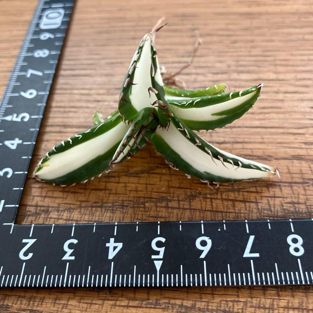 【8の日限定】③特選　アガベ　太陽神錦　白中斑　TC サービス品【速達発送】