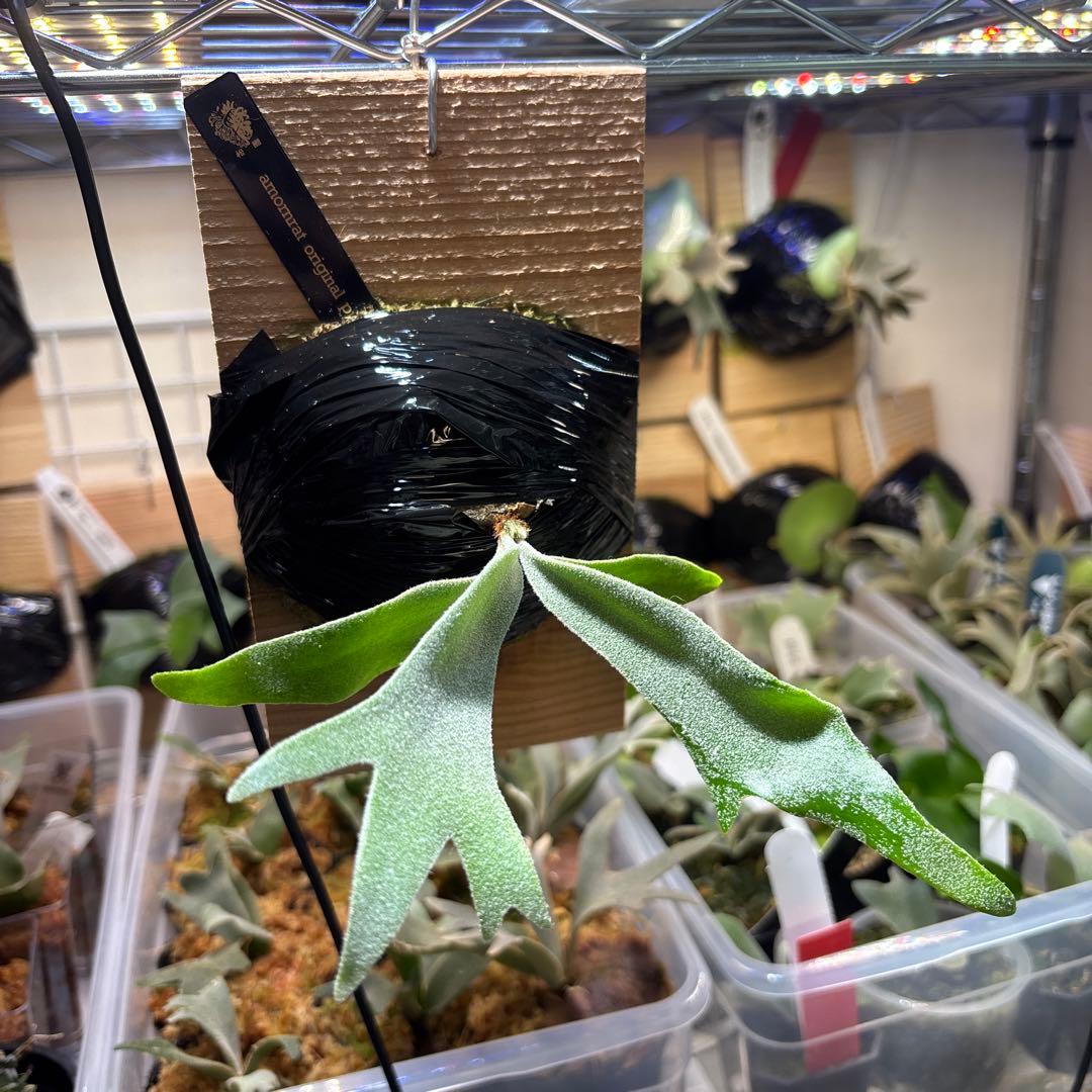 専用❗️amornrat oc pup from 松園　アモーンラット　オリジナル