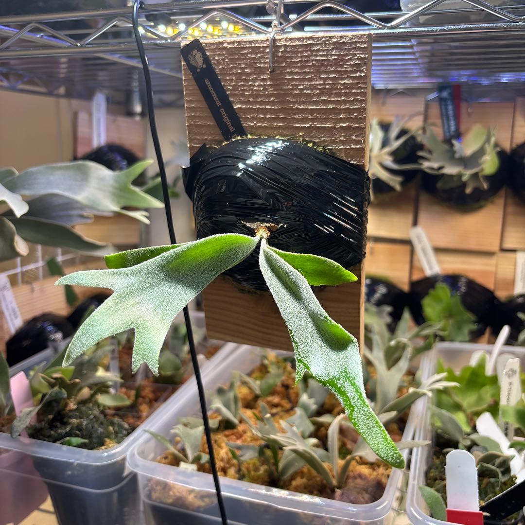 専用❗️amornrat oc pup from 松園　アモーンラット　オリジナル