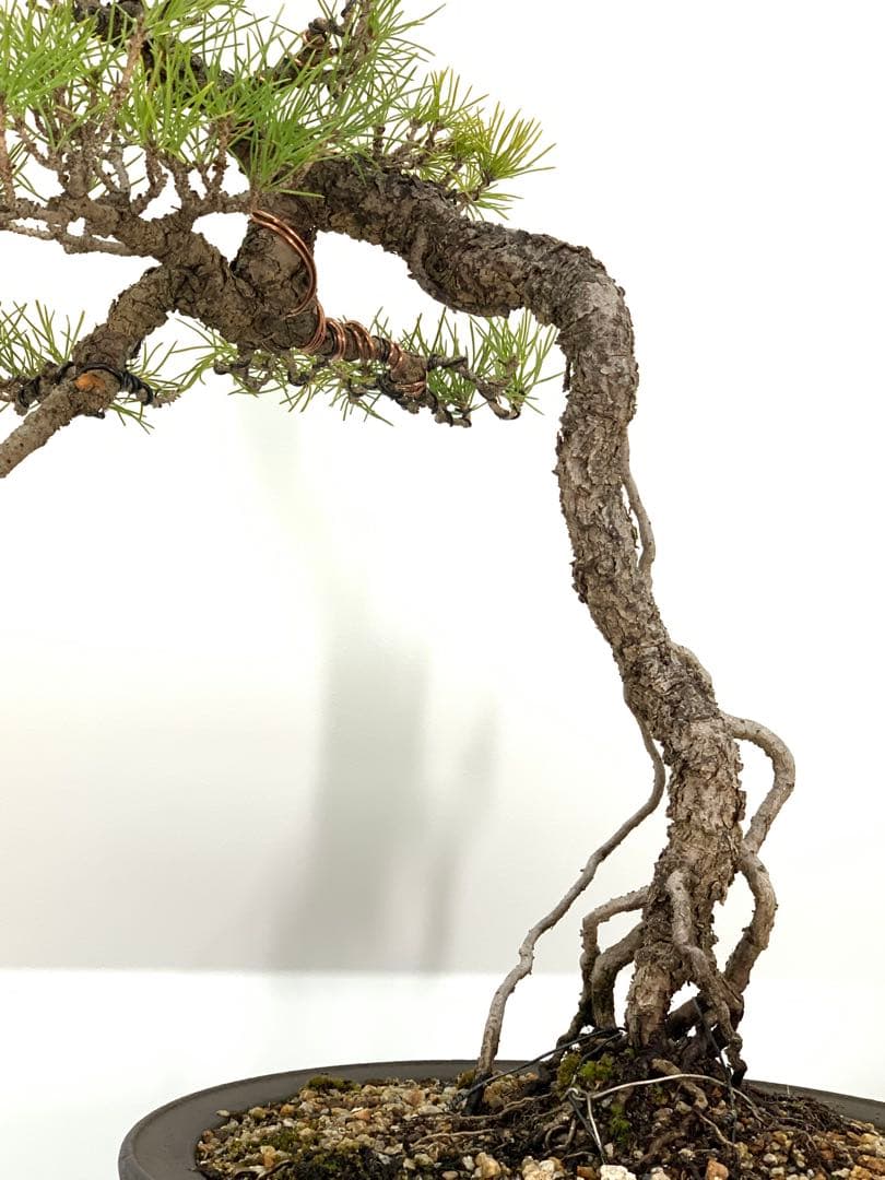 立ち姿抜群の文人黒松　樹高約50cm（検索/赤松五葉松真柏模様木シャリ小品盆栽）