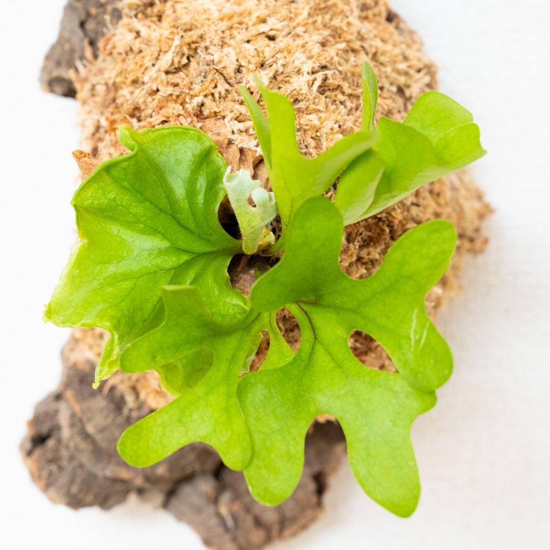 ビカクシダ　リドレイ　ドワーフ　コルク付けb