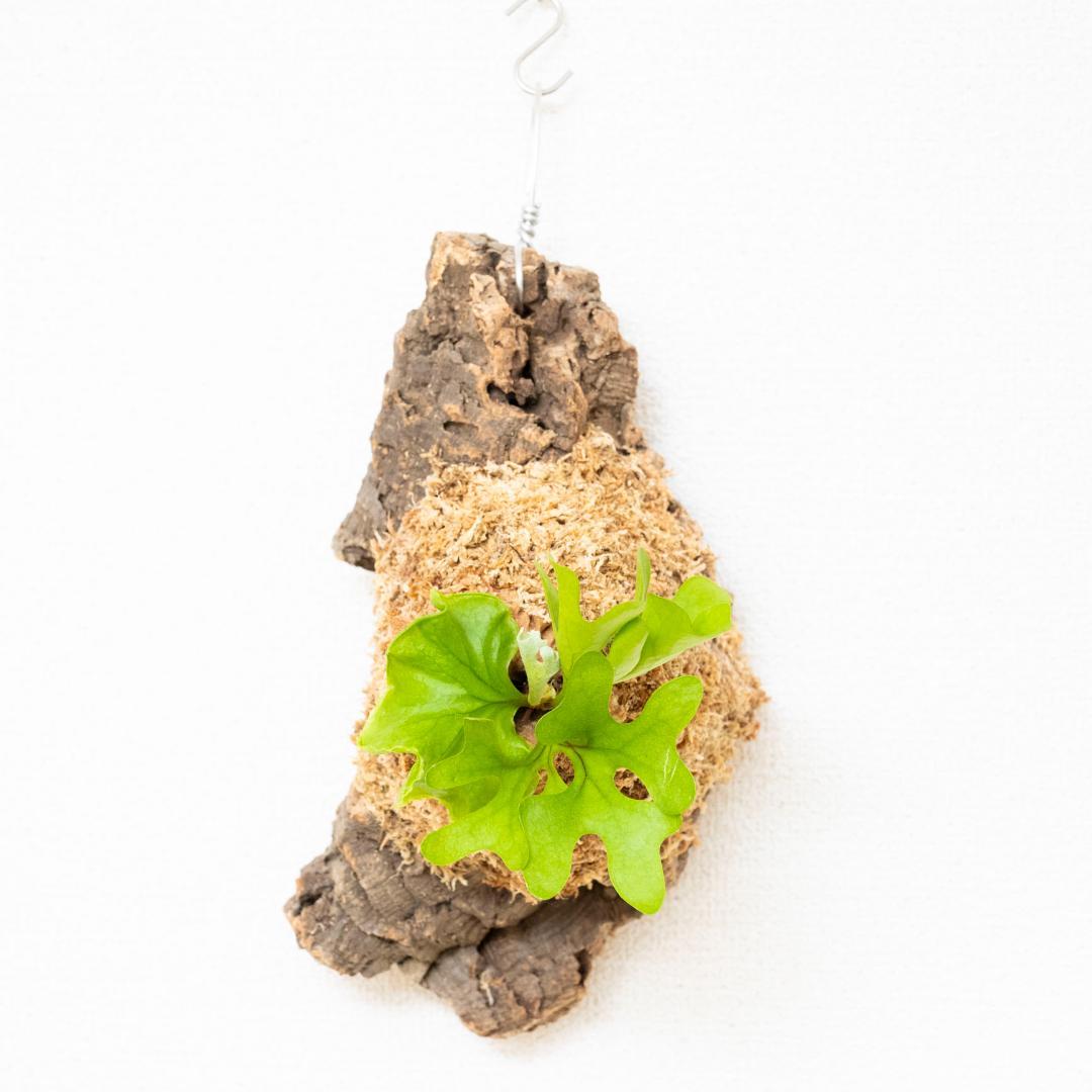 ビカクシダ　リドレイ　ドワーフ　コルク付けb