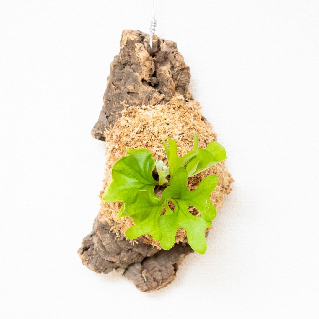 ビカクシダ　リドレイ　ドワーフ　コルク付けb