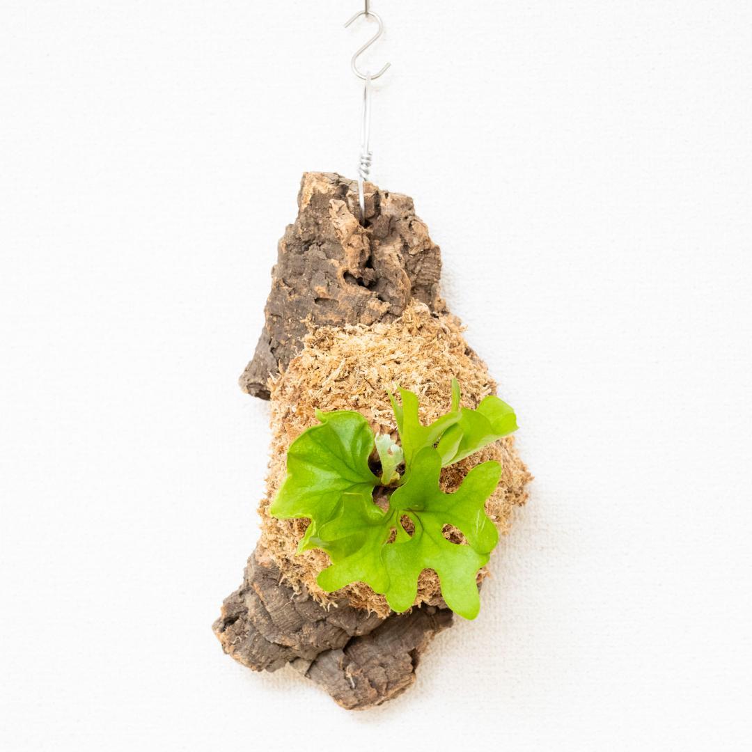 ビカクシダ　リドレイ　ドワーフ　コルク付けb